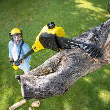 Best Sod Installation  in Freeport, TX