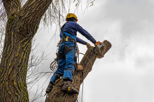 Best Tree Preservation Services  in Freeport, TX