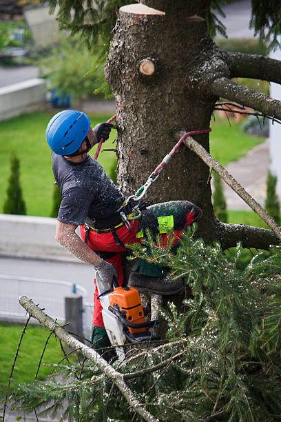 Best Tree Mulching  in Freeport, TX