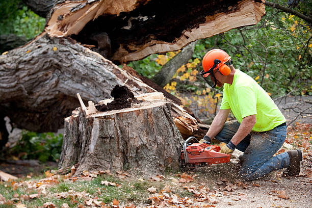Best Tree and Shrub Care  in Freeport, TX